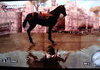 AC2 Horse walking on water.
