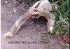 A wild sloth appears