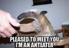 anteater