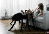 Arachnophilia?