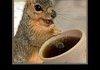 A Squirrel With Coffee