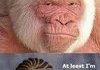 Albino Gorilla