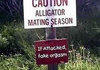 Alligator Mating Season