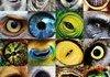 animals and human eyes :P