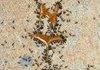 Ants Art