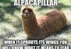 Alpacapillar