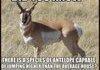Antelope