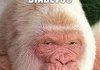 Albino Gorilla