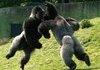 Awesome Gorrila Fight
