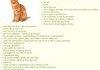 Anon has a cat