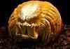 Awesome pumpkin