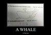 A whale
