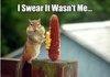 A funny squirrel