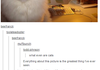 Cats on Tumblr