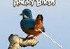 Angry Birds
