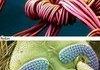 Awesome Microscopic World
