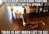 A Dog vs Lobster