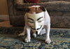 Anon Dog is not amused.