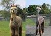Alpaca Before and After