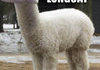 alpaca longcat