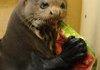 A seal eating a watermelon while crying