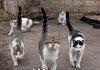 awesome cats