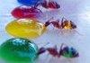 ants that change colour