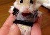 A hamster in a sweater