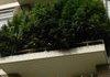 A small plant in the balcony