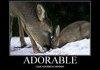 Adorable