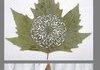 Amazing Leaf Art