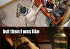 A pugs version of a party