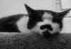 Adolf Kittler
