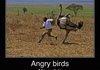 Angry birds - African style
