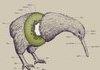 anatomy of a kiwi