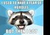 punny raccoon comp