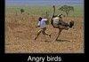 Angry birds: African style