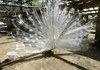 albino peacock