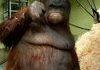 Agitated Orangutan