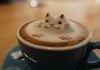 a cup of meow