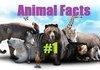 Animal Facts #1