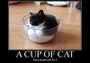 A cup of cat