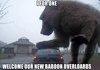 All Hail Baboons.