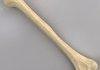 A Humerus Picture...