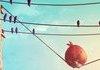 Angry birds