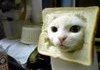 An inbred cat