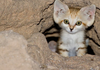 Arabian sand cat