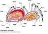 Anatomy of a spider