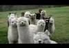 Alpacas