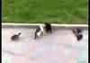 AWESOME CATFIGHT!